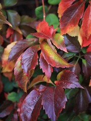 Dunkelrotes Herbstlaub, wilder Wein, Weinranken