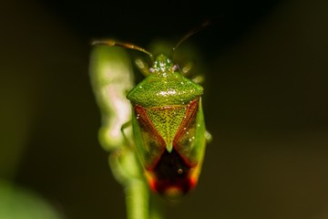 Insect on a plant Green shield bug (Palomena prasina)