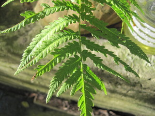 a green leaf of fern which is one of the most ancient plants on earth