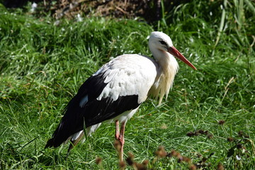 Storch, entspannt im Gras