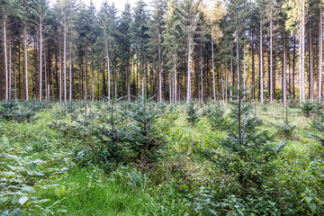 Rodung und Wiederaufforstung im Nadelwald