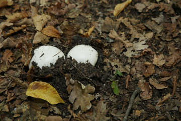 Two champignons mushrooms in the forest on a background of yellow autumn foliage and grass. Natural conditions for the growth of champignons