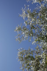 silver leaves of a tree branch against a blue sky. Background, pattern, texture, poster. With copy space for text. Vertical photo.