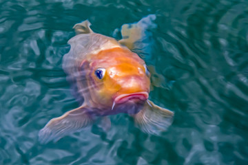 Ein Fisch unter der Wasseroberfläche