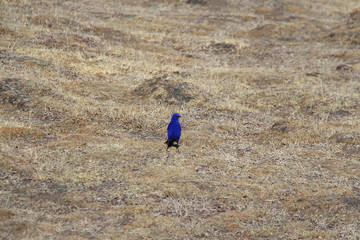 Blue whistling thrush (Myophonus caeruleus) stands on the ground in Himalayas at an altitude of about 4700 meters above sea level. Dried grass around blue bird.