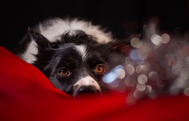 A border collie puppy lying between the red and white sheets looks at the Christmas decorations