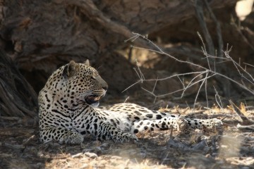 The African leopard (Panthera pardus pardus) calmly lying under the tree in the shade. Leopard after hunt in dry sand in Kalahari desert. 
