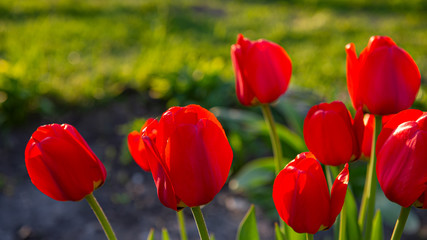 Blooming flowers of red tulips on a green background in the garden.