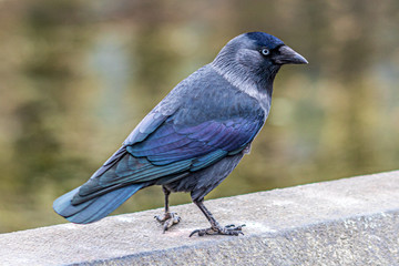 bird on the fence