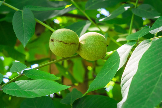 green ripe walnut on a tree branch