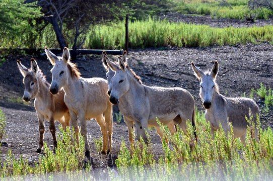 Wild Burros in Bonaire
