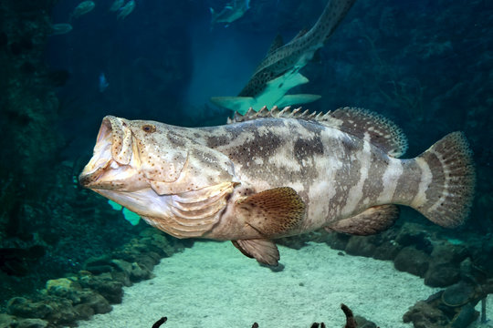 Goliath grouper (Epinephelus itajara) iwith open mouth. Close up