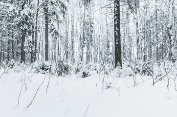  Blue toned winter forest, background photo