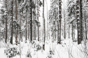 Empty cold snowy forest, winter landscape at day