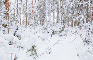 Fototapeta premium Snowy European forest at day, winter landscape