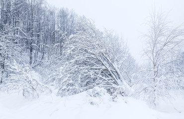 White winter landscape with snowy trees. Natural background