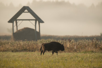 European bison - Bison bonasus in the Knyszyn Forest (Poland)