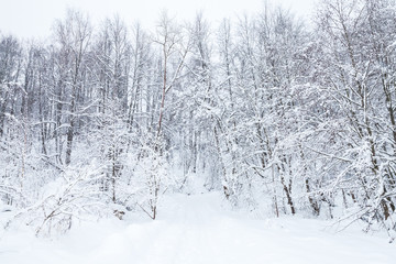 Fototapeta premium Empty rural winter road goes throw a snowy forest, natural landscape
