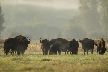 European bison - Bison bonasus in the Knyszyn Forest (Poland) © szczepank
