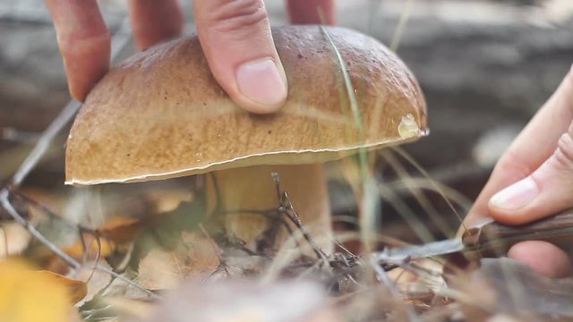 Men's hands cut a white porcini