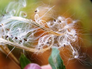 small plant seeds in the fall