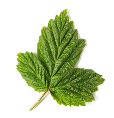 Raspberry leaves