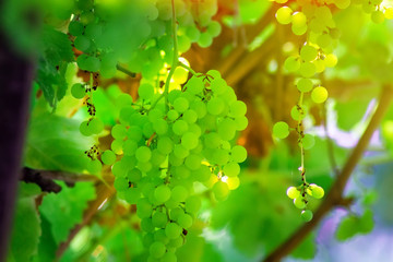green grapes hanging from lush green vine with blurred vineyard background closeup. Growing ripe...
