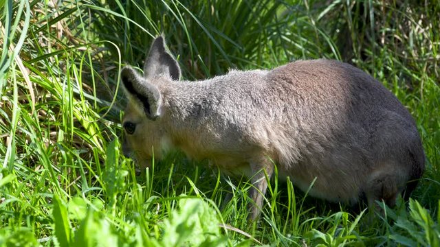 Close up shot of a Patagonian Mara feeding some grass on a sunny day