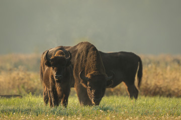 European bison - Bison bonasus in the Knyszyn Forest (Poland) © szczepank