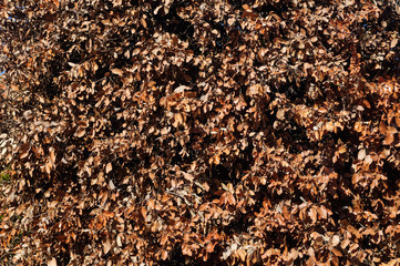 Brown dry leaves on the entire crown of the tree.