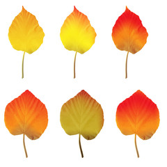 Vector illustration of six colored linden leaves