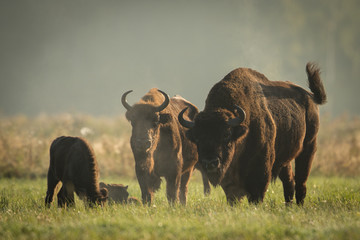 European bison - Bison bonasus in the Knyszyn Forest (Poland) © szczepank