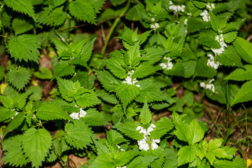 May blooming plant white nettle (white dead-nettle, Lamium album). Family - Lamiaceae, Genus - Lamium