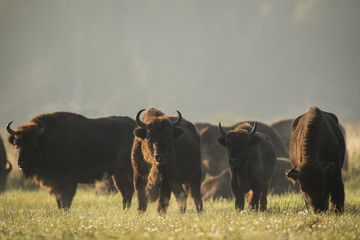 European bison - Bison bonasus in the Knyszyn Forest (Poland) © szczepank