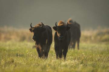 European bison - Bison bonasus in the Knyszyn Forest (Poland) © szczepank