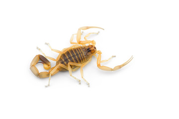 African venom Scorpion isolated on white background