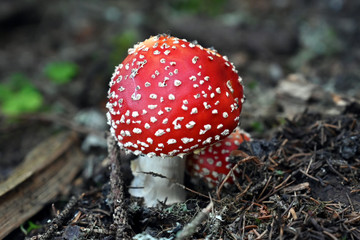 Fliegenpilz fly agaric Amanita Muscaria