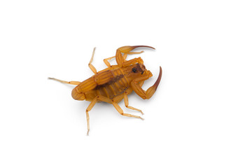 African venom Scorpion isolated on white background