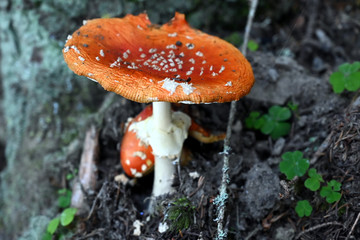 Fliegenpilz fly agaric Amanita Muscaria