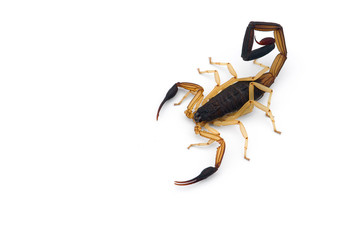 African venom Scorpion isolated on white background