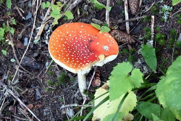 Fliegenpilz fly agaric Amanita Muscaria