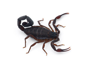 African venom Scorpion isolated on white background