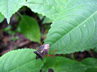 Insect