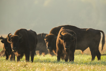 European bison - Bison bonasus in the Knyszyn Forest (Poland) © szczepank