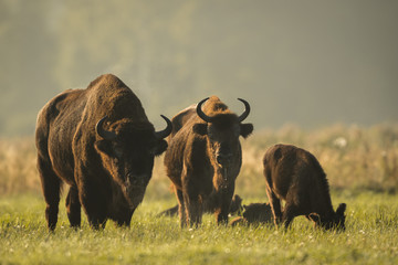 European bison - Bison bonasus in the Knyszyn Forest (Poland)