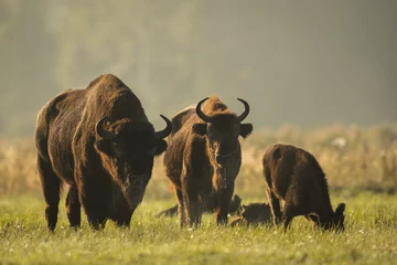 Foto op Plexiglas European bison - Bison bonasus in the Knyszyn Forest (Poland) © szczepank