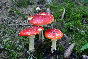 Fliegenpilz fly agaric Amanita Muscaria