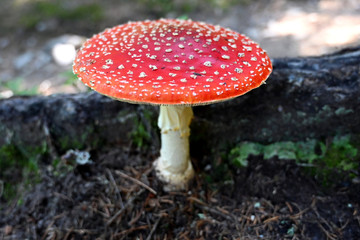 Fliegenpilz fly agaric Amanita Muscaria
