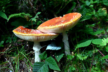 Fliegenpilz fly agaric Amanita Muscaria