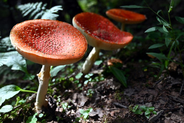 Fliegenpilz fly agaric Amanita Muscaria